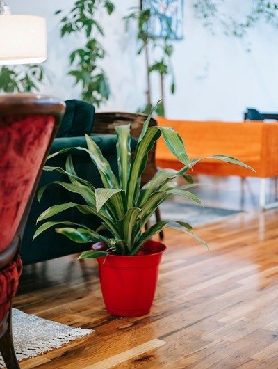 Indoor Plants