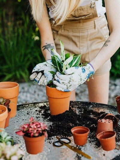 Outdoor Plants