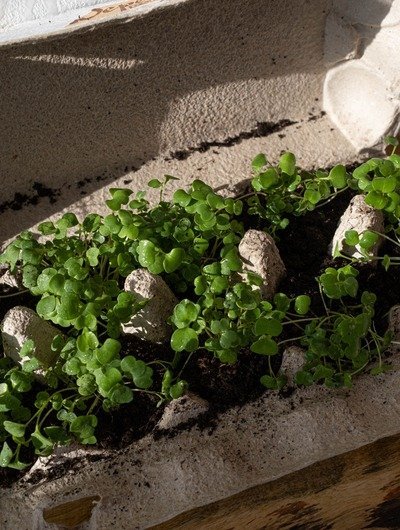 Seeds & Bulbs