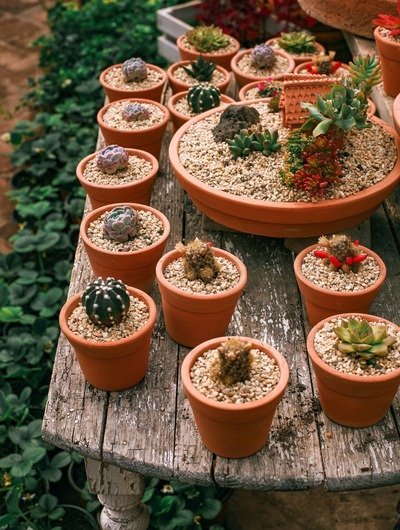 Succulents & Cacti