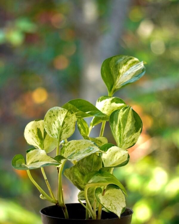 Golden Money Plant in Nursery Pot