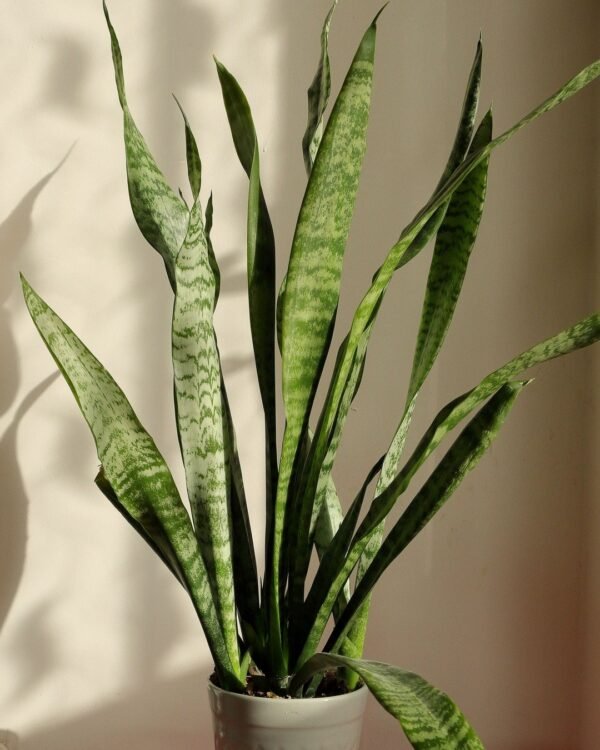 Snake Plant (Sansevieria) Medium