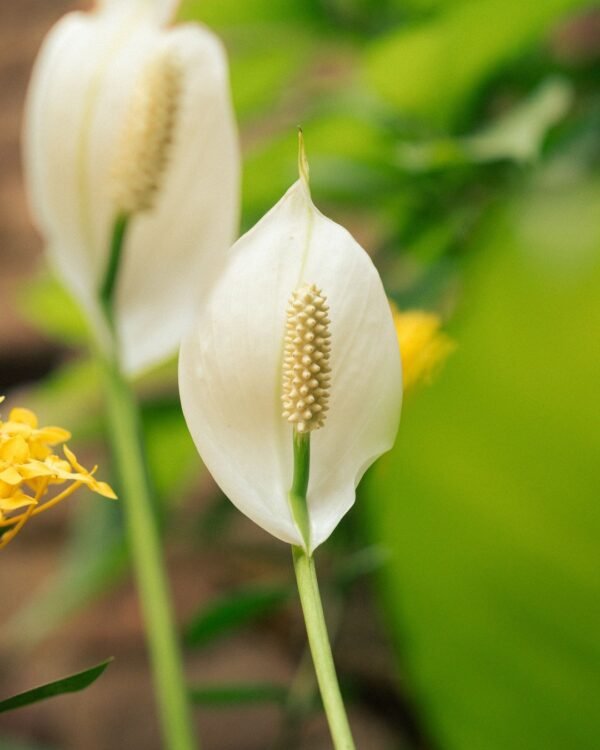 Peace Lily with White Blooms