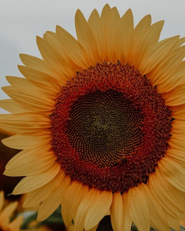 Seasonal Flower Seeds Pack (Set of 6)